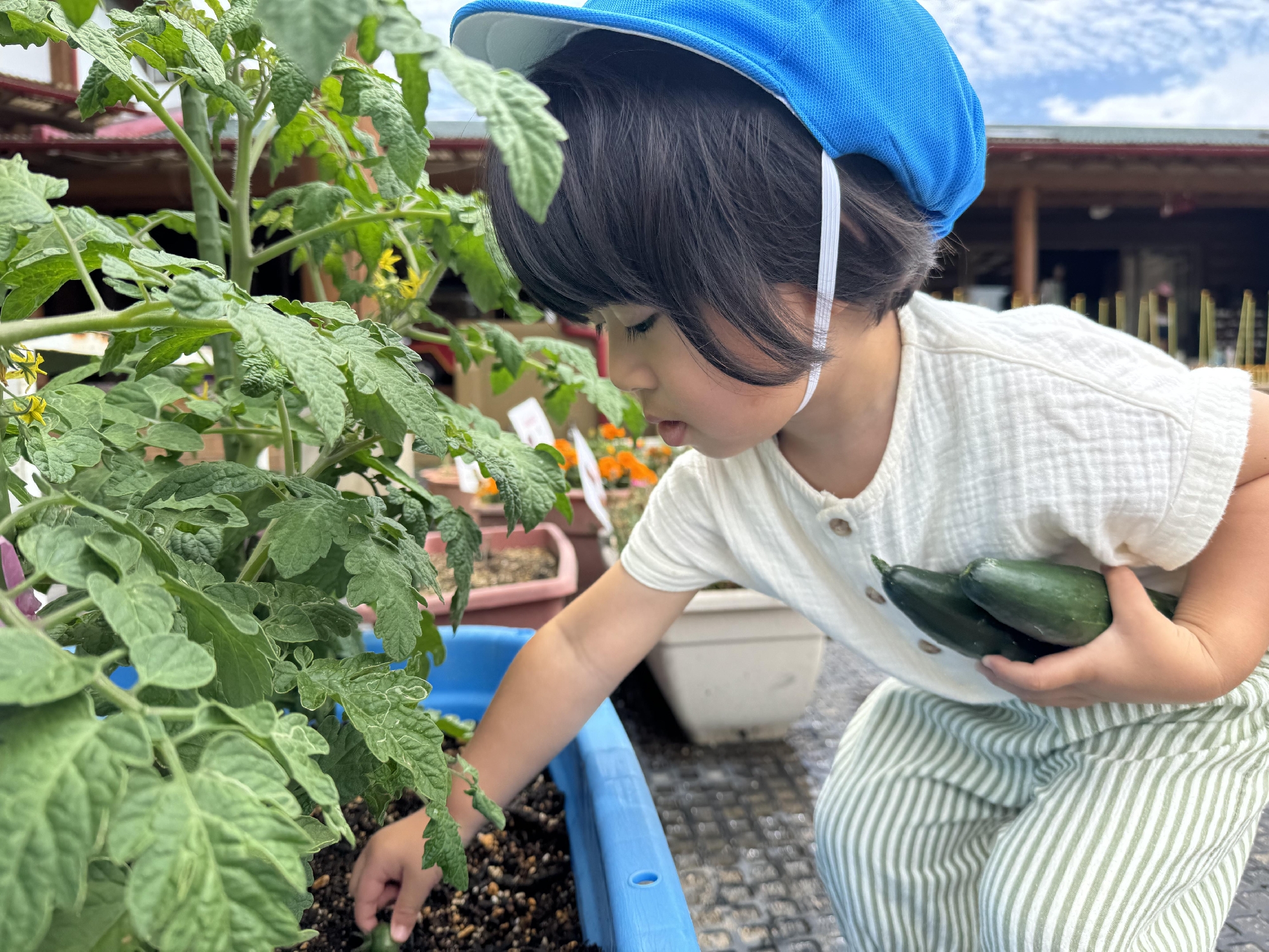 きゅうり、食べたよ🥒